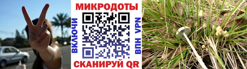как найти   Староминская  Галлюциногенные грибы GOLDEN TEACHER 